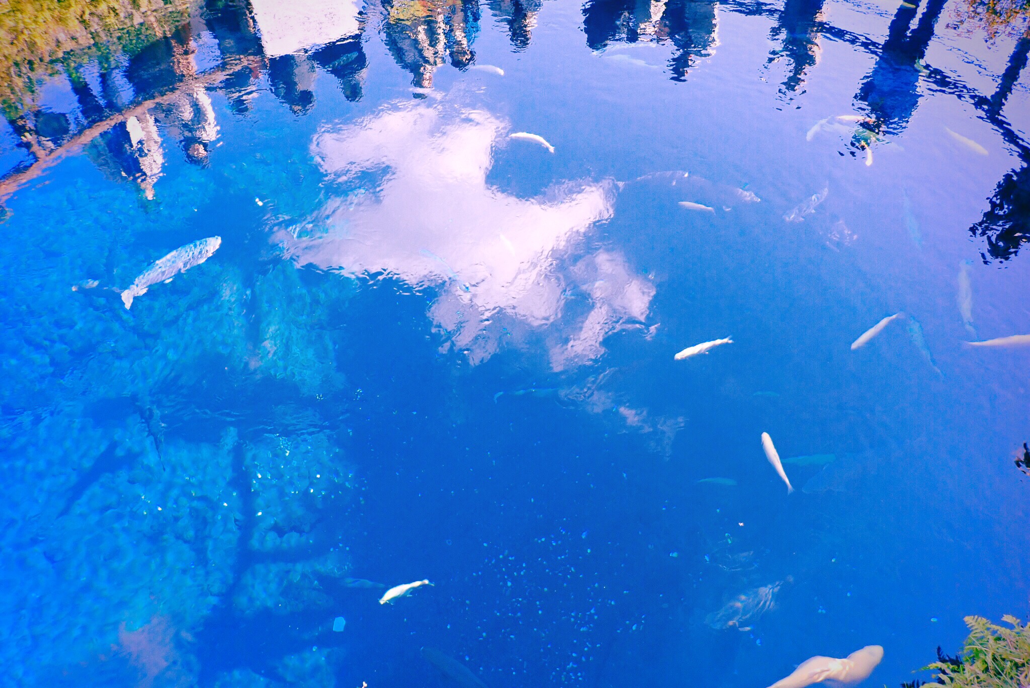 OLYMPUS DIGITAL CAMERA