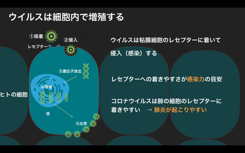 コロナに負けるな 知って得する中学生でもわかる免疫学 新浦安の歯医者 歯科なら栗林歯科医院